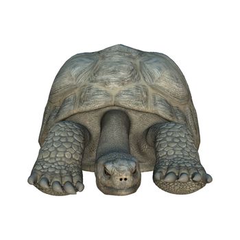 3D digital render of a Galapagos tortoise isolated on white background