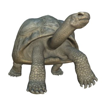 3D digital render of a walking Galapagos tortoise isolated on white background