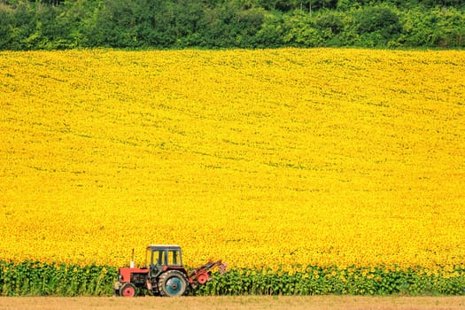 Field Of Sunflowers In Bulgaria