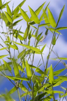 Close Up of Plant with Green Leaves Against Blue Sky with White Clouds