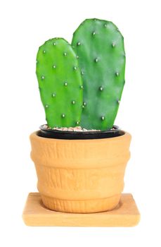 Cactus ( Opuntia ) on isolated background ( Cereus hexagonus Mill )