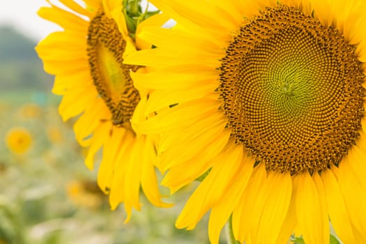 Beautiful yellow flower, sunflower in field plantation