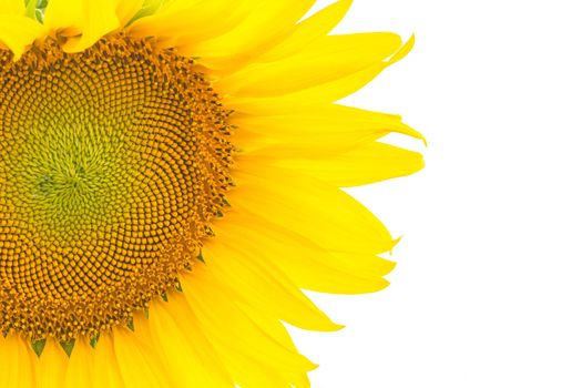 Beautiful yellow flower, sunflower, isolated on white background