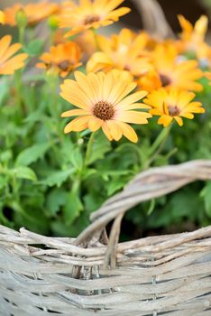 Yellow flower in basket - summer background