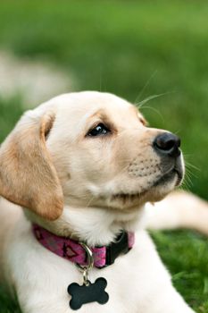 Close up of a cute yellow labrador puppy laying in the grass outdoors. Shallow depth of field.