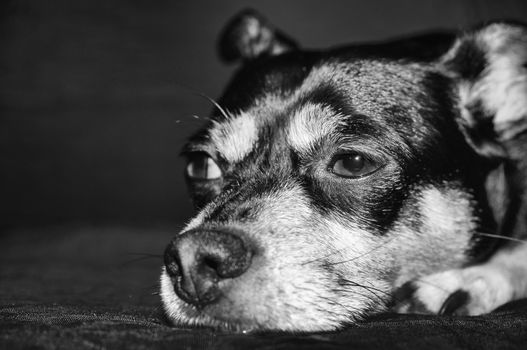 Close up shot of dog laying down on couch