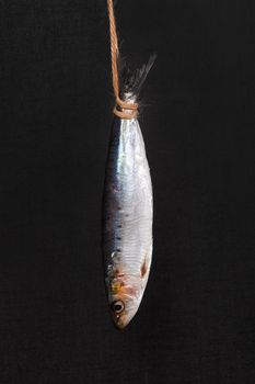 Fresh anchovy fish hanging on lace isolated on black background. Culinary seafood eating. 