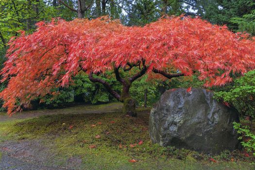 Japanese Red Lace Leaf Maple Tree by Rock in Autumn