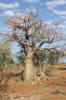 Desert-rose in the south of Ethiopia, Africa