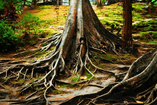 The root in national park