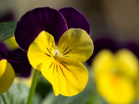 Macro of yellow and pruple winter viola