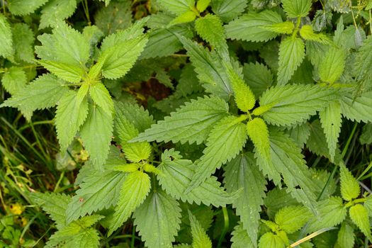 Pattern of wild nettles in a forest