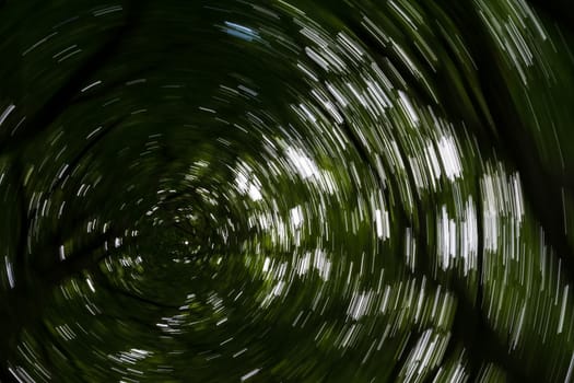 Spiral effect looking up through old oak trees