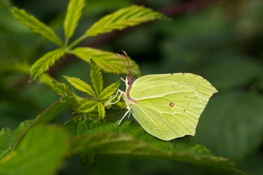Wild green butterfly resting on a leaf in the forest