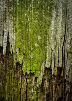 abstract background or texture green moldy old wood