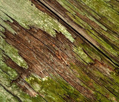 abstract background or texture green moldy old wood