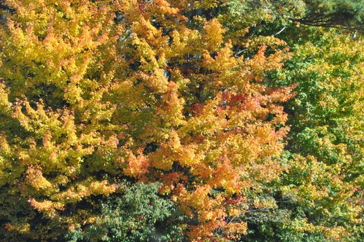 Fall Colors at the White Mountain National Forest in New Hampshire