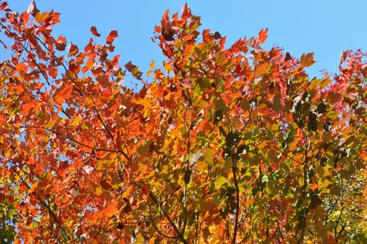 Fall Colors at the White Mountain National Forest in New Hampshire