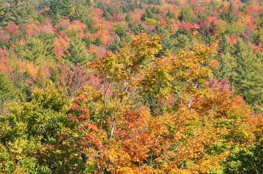 Fall Colors at the White Mountain National Forest in New Hampshire