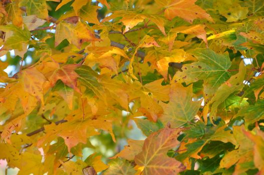 Fall Colors at the White Mountain National Forest in New Hampshire