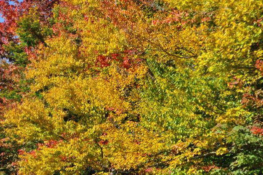 Fall Colors at the White Mountain National Forest in New Hampshire