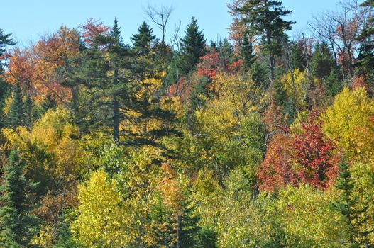 Fall Colors at the White Mountain National Forest in New Hampshire