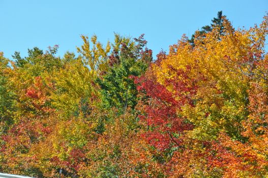 Fall Colors at the White Mountain National Forest in New Hampshire