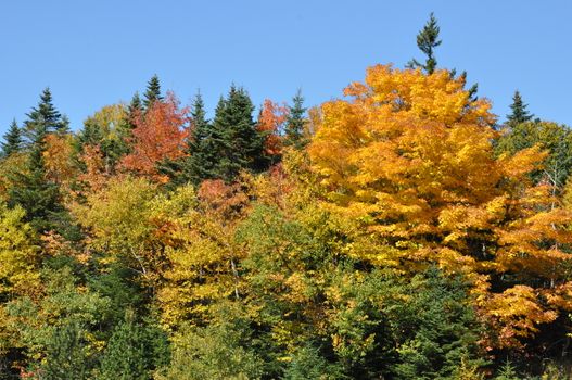 Fall Colors at the White Mountain National Forest in New Hampshire