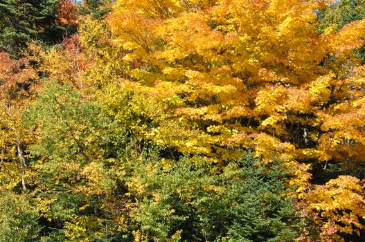 Fall Colors at the White Mountain National Forest in New Hampshire