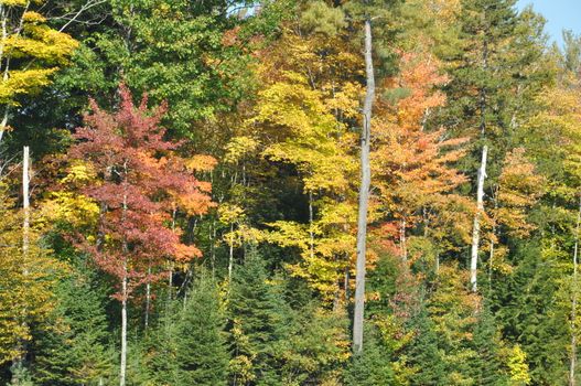 Fall Colors at the White Mountain National Forest in New Hampshire