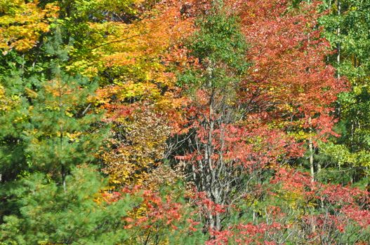 Fall Colors at the White Mountain National Forest in New Hampshire