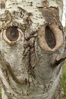 Face of a tree like a poker face