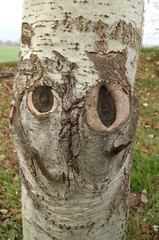 Face of a tree like a poker face