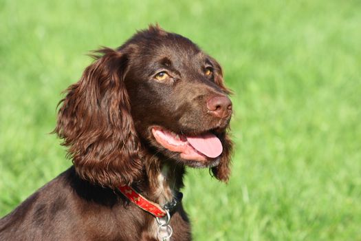 very cute young small chocolate liver working type cocker spaniel