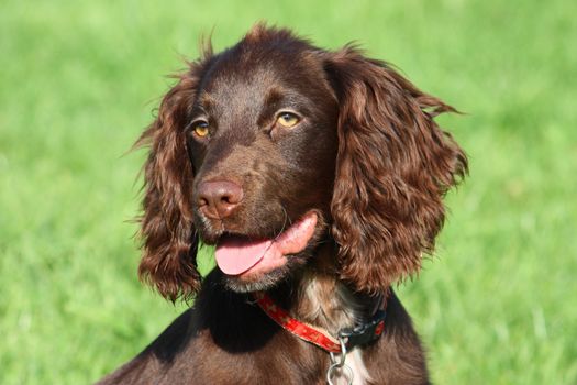 very cute young small chocolate liver working type cocker spaniel