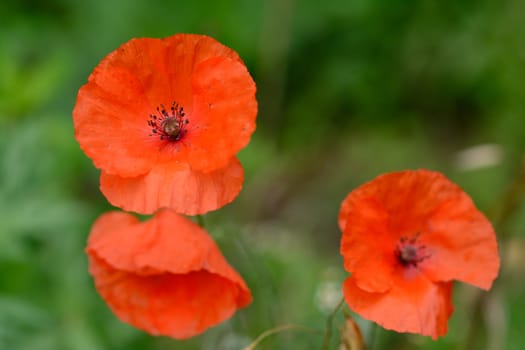 Closeup triangle of three red poppies