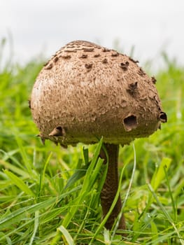 Solitary large brown mushroom in grass