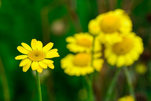 Closeup pf wild yellow flowers with blurred background