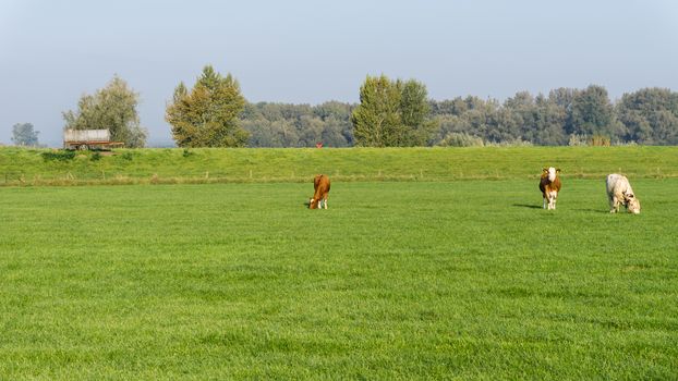 Cows grazing in a dutch meadow grassland