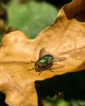 Fly resting on a brown dead leaf