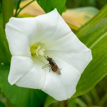 Small insect resting on wild white flower