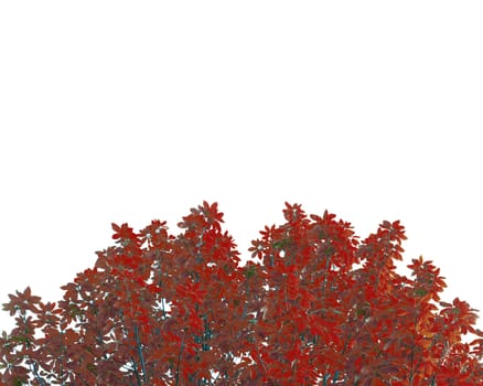 Frame from red leafs isolated on white background with space for text.