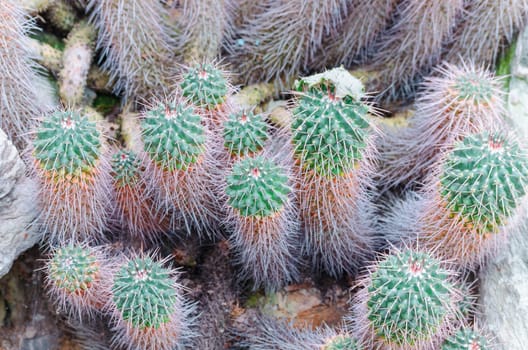 A group of different sized cactus plants.