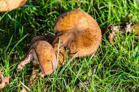 Two old mushrooms in a meadow.