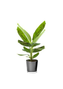 Ornamental Plants over white background