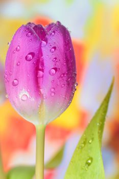 fresh tulips with water drops on it