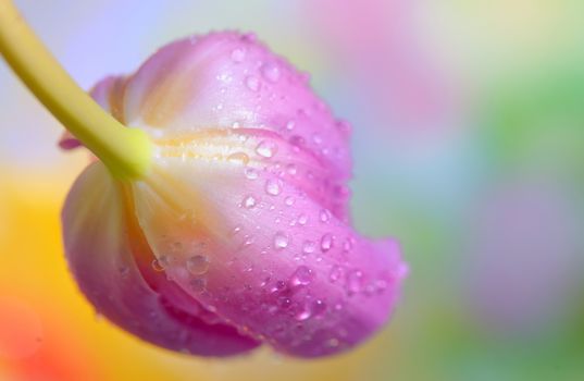 fresh tulips with water drops on it