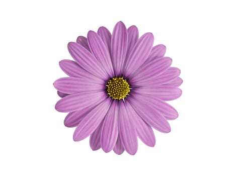 purple flower isolated on white