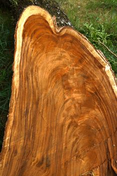 Surface of the tree are used in industrial applications.