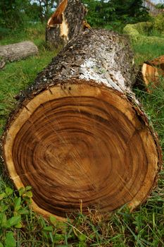 Surface of the tree are used in industrial applications.